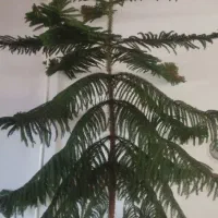 گل کاج مطبق