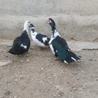 اردک ماده|حیوانات مزرعه|کبودرآهنگ, |دیوار