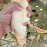۵۰عدد جوجه  نیمچه