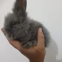 خرگوش لوپ