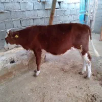 سلام یک عدد گوساله ماده سیمتال