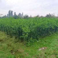 انواع نهال مرکبات وسیاه ریشه ونهال استوایی
