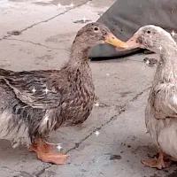 دو عدد اردک