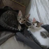 واگذاری گربه