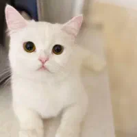 گربه بریتیش ۱۰ ماهه ماده عقیم نشده