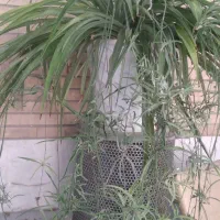 طرح فروش گل گندمی با گلدان ویژه