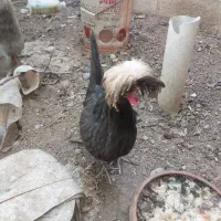 مرغ لهستانی