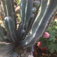 گلهای بیرونی غولپیکر