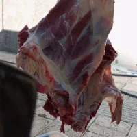گوشت گوسفند
