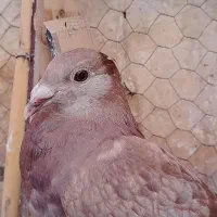 کفتر مسافتی|پرنده|زاهدان, |دیوار
