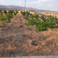 باغ ۲۲۰۰ متری روستای ورس