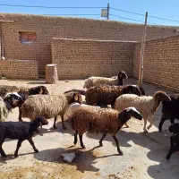 گوسفند‌داشتی