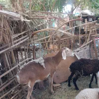 فروش سه رس گوسفند