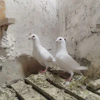 کبوتر|پرنده|برازجان, |دیوار