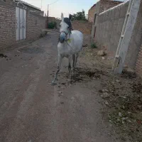 اسب