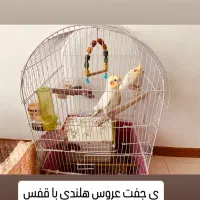 عروس هلندی لوتینو مولد با قفس
