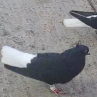 پرنده