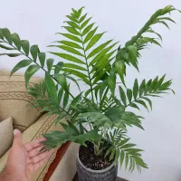 گیاه شامادورا