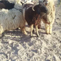 بره چاق چاق کیلویی 590