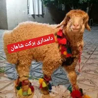 دام.و دامداری برکت شاهان شعبه 1شهر ری تهران تخفیف