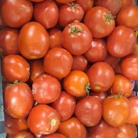 گوجه ربی درجه یک