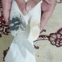 کفتر قشنگ شو سرخ شوزرد و دورنگ وی رنگ و طوقی