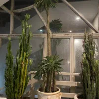 نخل ماداگاسکار