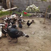 اردک اسرائیلی،بوقلمون، مرغ