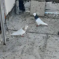 کبوتر