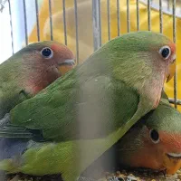 طوطی کوتوله برزیلی دستی