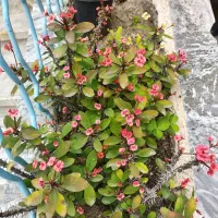 گل و گیاه مرجان گلدار فضای سبز