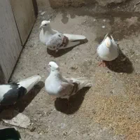 کبوتر