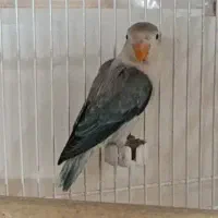 کوتوله یوونگ نژاد دار جفت ، نروماده