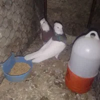 سبز طوقی پلنگ