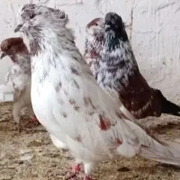 کبوترکاکلی نسل های قدیم