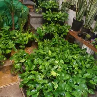 گلهای اپارتمانی پتوس  وغیره
