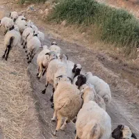 میش عراقی