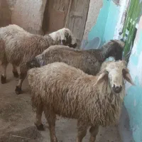 ۳ راس بره چاق
