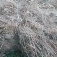علف باغی
