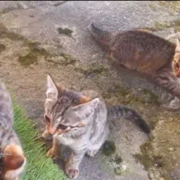 گربه مادر با ۴ تا بچه نازنین احساسی