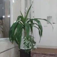 گل اشک ملکه