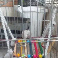 یک جفت عروس هلندی باقفس تخفیف دارد