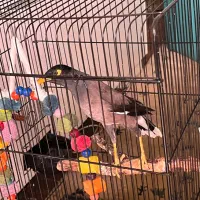 مرغ مینا سخن گو ۹ ماهه ماده