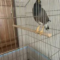 مینا سخن گو بسیار پر حرف