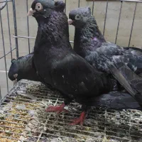 سبز و سیاه آبادانی