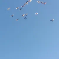 کبوتر ملقی پرنده