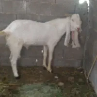 فروش پازن