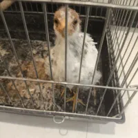 جوجه مرغ تقریبا بالغ با قفس
