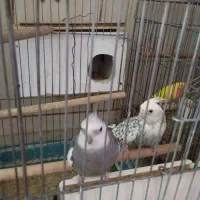 عروس هلندی