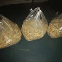 تخمه هندوانه
